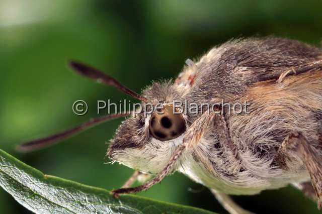 macroglossum stellatarum 4.JPG - Macroglossum stellatarum (Portrait)Moro sphinx ou Sphinx colibriHummingbird hawk-mothLepidoptera, SphingidaePyrénées, France